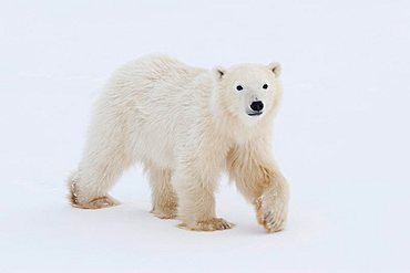 Polar Bear (Ursus maritimus) cub born this year in Churchill, Manitoba, Canada