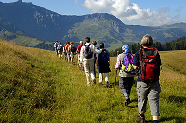 Group is hiking one after another on grass covered mountains Mont Joux Haute-Savoie France