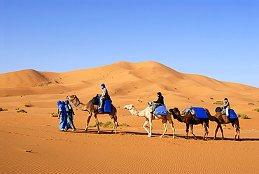 Four camels with riders at huge sanddune Erg Chebbi Merzouga Morocco