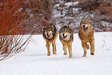 3 Wolves (Canis lupus) running through snow, Montana, USA