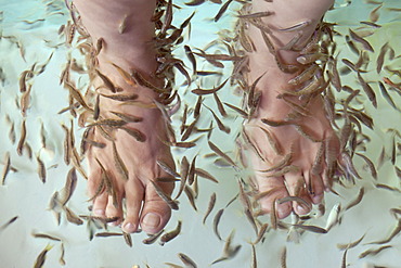 Feet, fish massage