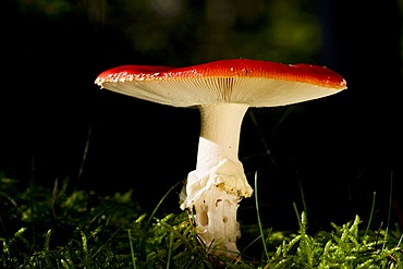 Fly Agaric or Fly Amanita (Amanita muscaria var. muscaria), poisonous mushroom