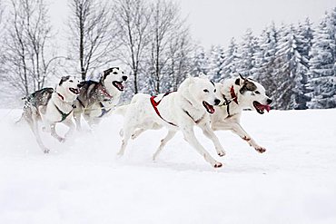 Huskies, Winterberg Sled Dog Races 2010, Sauerland, North Rhine-Westphalia, Germany, Europe