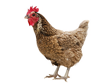 Chicken (Gallus gallus domesticus), blue laced red Wyandotte hen