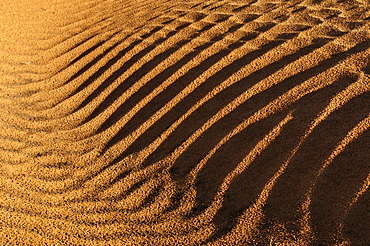 Rippled surface of a sand dune of Erg Admer, Wilaya Illizi, Algeria, Sahara, North Africa, Africa