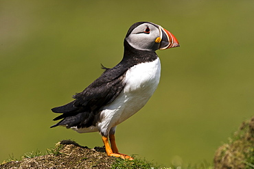 Atlantic Puffin (Fratercula arctica), Treshnish Island, Scotland, United Kingdom, Europe