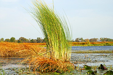 Reed in the Okavango Delta Botswana