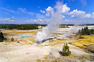 Steaming geysers, Norris Geyser Basin, Yellowstone National Park, Wyoming, USA, United States of America