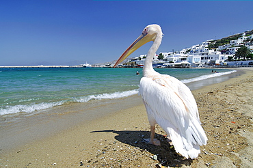 Famous tourist attraction, pelican "Jorgos" on the beach in front of the turquoise sea, Mykonos, Cyclades, Greece, Europe