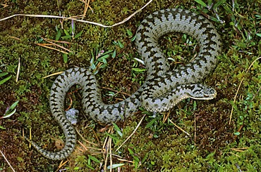 Adder (Vipera berus), male after moulting, in the bog