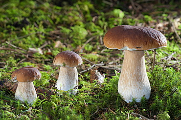 Penny Buns, Porcinos (Boletus edulis), Untergroeningen, Baden-Wuerttemberg, Germany, Europe