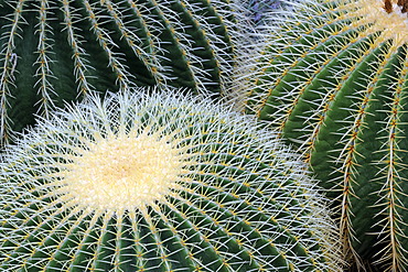 Golden Barrel Cactus or Mother-in-Law's Cushion (Echinocactus grusonii), Mexico