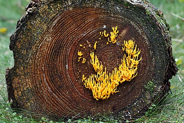 Yellow stagshorn fungus (Calocera viscosa)