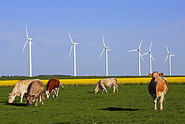 Windmills with a cattle herd in the foreground and a flowering rapefield - wind engines - wind generators - North Friesland Schleswig-Holstein Germany Europe