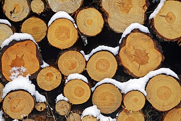 Snow covered stack of wood - scotch pine wood - scots pine - soft wood - coniferous wood (Pinus sylvestris)