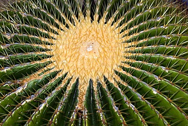 Mother-in-laws seat - cactus (Echinocactus grusonii)