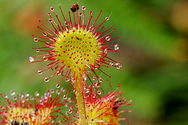 Oblong-leaved sundew or spoonleaf sundew (Drosera intermedia) in its natural bog habitat, Birr, Offaly, Midlands, Republic of Ireland, Europe