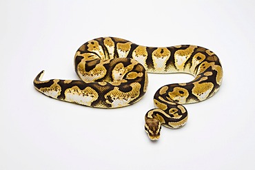 Pastel Calico Ball Python or Royal Python (Python regius), female