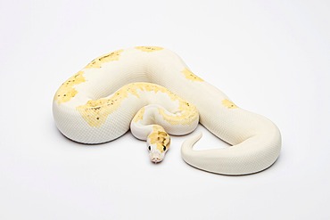 Paradox Super Fire Ball Python or Royal Python (Python regius), male