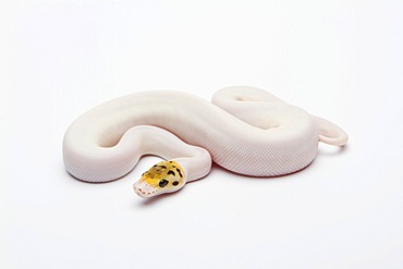 Bumble Bee Piebald Ball Python or Royal Python (Python regius), female