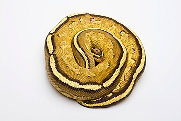 Superstripe Ball Python or Royal Python (Python regius), male