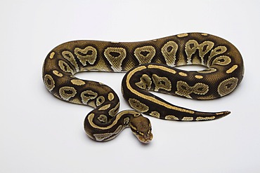 Hypo Black Head Hat Albino Ball Python or Royal Python (Python regius), male