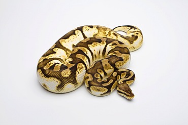 Pastel Sugar Ball Python or Royal Python (Python regius), female