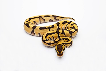 Tiger Ball Python or Royal Python (Python regius), female