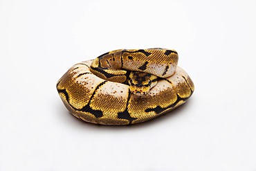 Spider Ball Python or Royal Python (Python regius), female