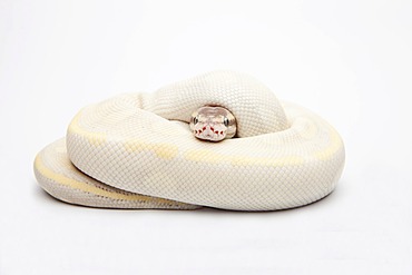 Opal Diamond Ball Python or Royal Python (Python regius), male