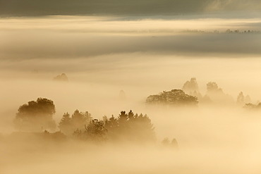 Morning fog over Loisach Moor or Loisach-Kochelsee-Moor, Blaues Land region, Upper Bavaria, Bavaria, Germany, Europe