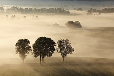 Morning fog over Loisach Moor or Loisach-Kochelsee-Moor, Blaues Land region, Upper Bavaria, Bavaria, Germany, Europe