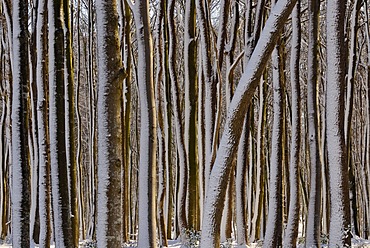 Snow-covered tree trunks in a wintery deciduous forest, Germany