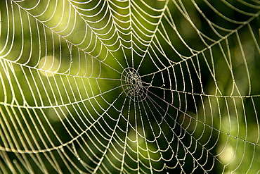 Cobweb with dew