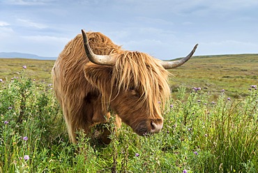 Scottish Highland Cattle or Kyloe grazing on thistle flowers, northern Scotland, Scotland, United Kingdom, Europe