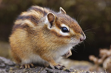 Siberian Chipmunk / Tamias sibiricus. North-Ussuriland Russia.