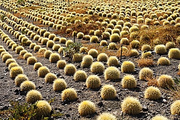 Cactus plantations in Aldea de San Nicolas, Gran Canaria, Spain