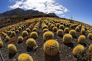 Cactus plantations in Aldea de San Nicolas, Gran Canaria, Spain