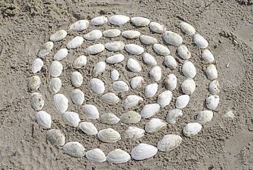 Shell mandala at the beach