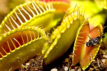 Fly in the Venus Flytrap (Dionaea muscipula)