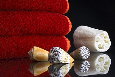 Towels with shells and sponge