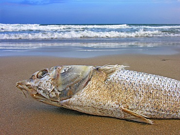Dead stranded fish on the beach