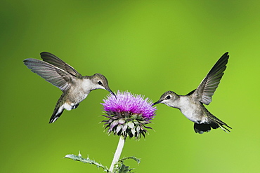 Black-chinned Hummingbird (Archilochus alexandri), females feeding on Texas thistle (Cirsium texanum), Sinton, Corpus Christi, Coastal Bend, Texas, USA