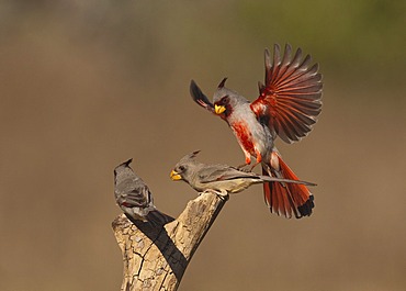 Pyrrhuloxia or Desert Cardinal (Cardinalis sinuatus), male and female fighting, Starr County, Rio Grande Valley, South Texas, USA