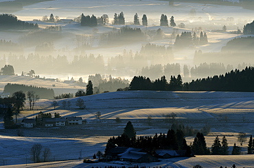 Forested area in morning light, Auerberg, Markt Oberdorf, Allgaeu, Bavaria, Germany, Europe