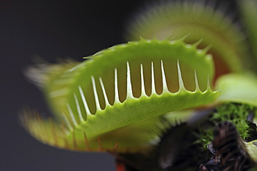 Venus Flytrap (Dionaea muscipula)