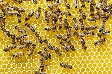 Newly developed honeycomb with worker bees (Apis mellifera var. carnica)