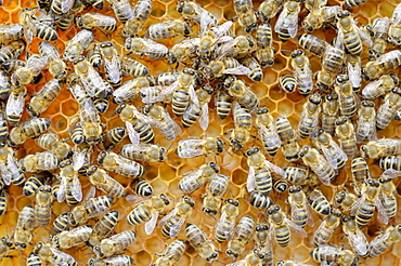 Honey bees (Apis mellifera), worker bees caring for the brood, larvae, circa 8 days