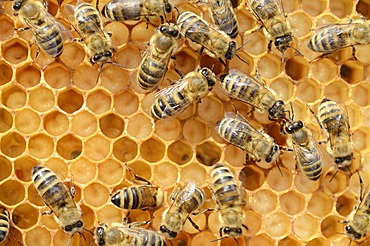 Honey bees (Apis mellifera), worker bees caring for the brood, on brood cells, larvae, circa 8 days, in honeycomb cells