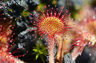 Common sundew, Round-leaved sundew (Drosera rotundifolia), leaf blade with glandular tentacles